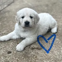 Blue Boy, a male English Cream Golden Retriever for sale in Pelahatchie, MS – Photo 2 of 5