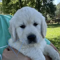 Blue Boy, a male Golden Retriever for sale in Pelahatchie, MS – Photo 1 of 7