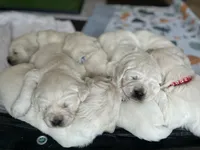 Blue Boy, a male English Cream Golden Retriever for sale in Pelahatchie, MS – Photo 4 of 5