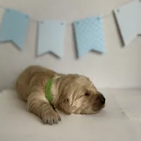 Green, a male Golden Retriever for sale in Pelahatchie, MS – Photo 1 of 3