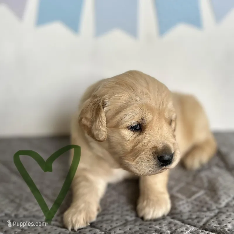 Green – Golden Retriever puppy for sale in Pelahatchie, MS