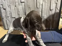 Male 2, a male German Shorthaired Pointer for sale in Peebles, OH – Photo 3 of 5