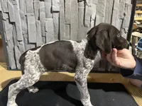 Male 2, a male German Shorthaired Pointer for sale in Peebles, OH – Photo 2 of 5
