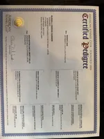 Male 2, a male German Shorthaired Pointer for sale in Peebles, OH – Photo 5 of 5