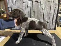 Male 2, a male German Shorthaired Pointer for sale in Peebles, OH – Photo 1 of 5