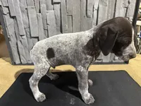Male 1, a male German Shorthaired Pointer for sale in Peebles, OH – Photo 2 of 5