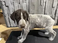 Male 1, a male German Shorthaired Pointer for sale in Peebles, OH – Photo 1 of 5