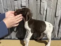 Female 1 , a female German Shorthaired Pointer for sale in Peebles, OH – Photo 4 of 4