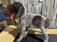 Male 4, a male German Shorthaired Pointer for sale in Peebles, OH – Photo 1 of 4