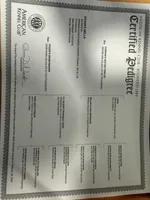 Male 4, a male German Shorthaired Pointer for sale in Peebles, OH – Photo 4 of 4