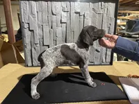 Male 4, a male German Shorthaired Pointer for sale in Peebles, OH – Photo 2 of 4