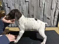 Female 2, a female German Shorthaired Pointer for sale in Peebles, OH – Photo 4 of 4
