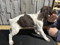 Female 2, a female German Shorthaired Pointer for sale in Peebles, OH – Photo 3 of 4