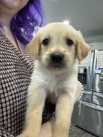 Yellow Collar girl, a female Golden Retriever for sale in Bremen, IN – 2 of 2