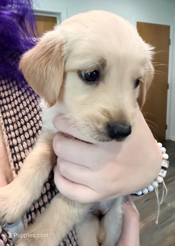 Yellow Collar girl – Golden Retriever puppy for sale in Bremen, IN