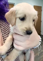 Yellow Collar girl, a female Golden Retriever for sale in Bremen, IN – 1 of 2