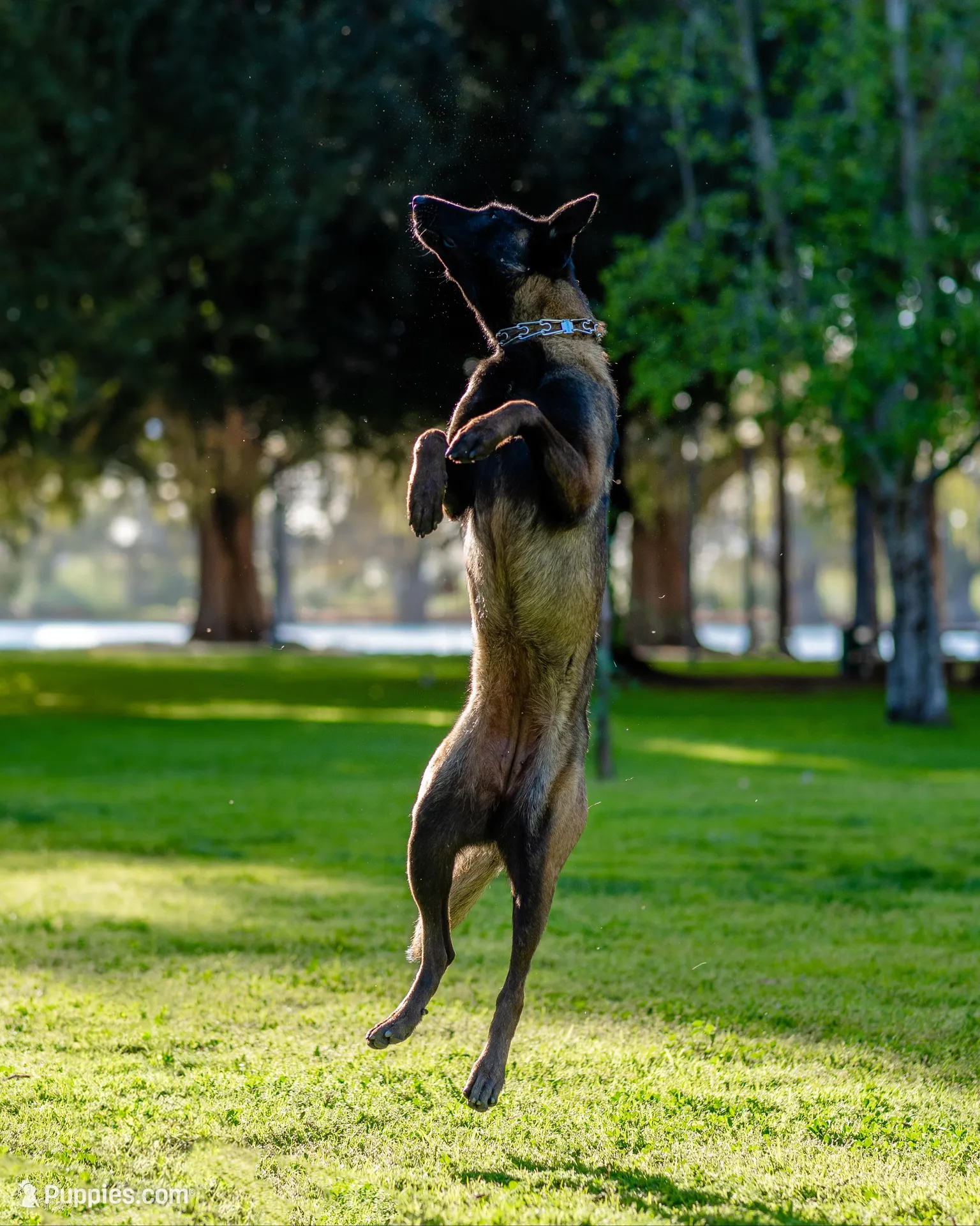 Blue Collar, a male Belgian Malinois for sale in Fontana, CA – Photo 5 of 6