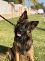 Chase, a male German Shepherd Dog for sale in Fontana, CA – Photo 5 of 7