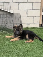 Chase, a male German Shepherd Dog for sale in Fontana, CA – Photo 1 of 7