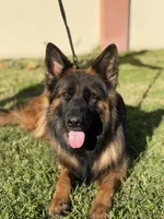 Chase, a male German Shepherd Dog for sale in Fontana, CA – Photo 6 of 7