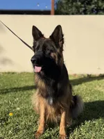 Chase, a male German Shepherd Dog for sale in Fontana, CA – Photo 7 of 7