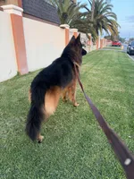 Chase, a male German Shepherd Dog for sale in Fontana, CA – Photo 4 of 7