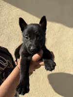 Yellow Collar, a female Belgian Malinois for sale in Fontana, CA – Photo 2 of 6