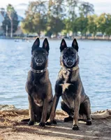 Yellow Collar, a female Belgian Malinois for sale in Fontana, CA – Photo 4 of 6