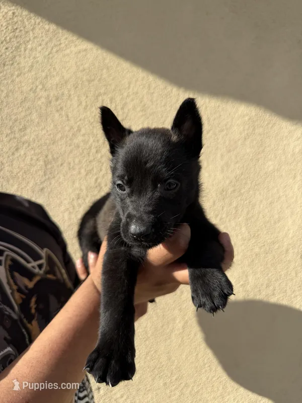 Yellow Collar – Belgian Malinois puppy for sale in Fontana, CA