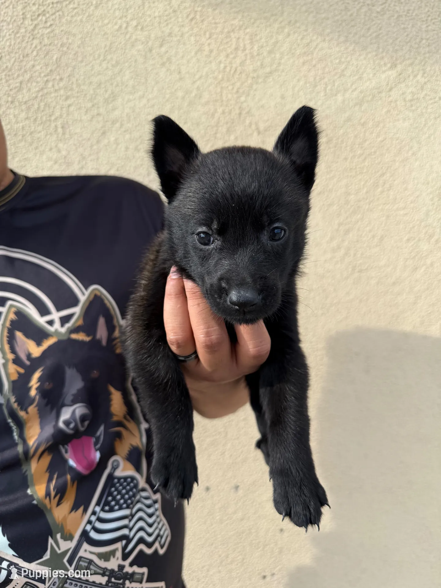 Hot Pink, a female Belgian Malinois for sale in Fontana, CA – Photo 2 of 5