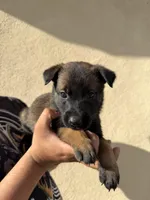Red Collar, a male Belgian Malinois for sale in Fontana, CA – Photo 1 of 5