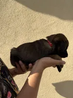 Red Collar, a male Belgian Malinois for sale in Fontana, CA – Photo 2 of 5