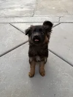 Peter, a male German Shepherd Dog for sale in Fontana, CA – Photo 3 of 9