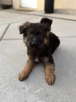 Peter, a male German Shepherd Dog for sale in Fontana, CA – Photo 2 of 9