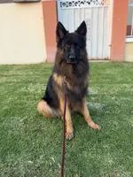 Peter, a male German Shepherd Dog for sale in Fontana, CA – Photo 4 of 9