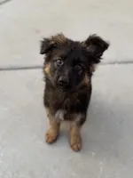 Peter, a male German Shepherd Dog for sale in Fontana, CA – Photo 1 of 9