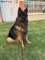 Peter, a male German Shepherd Dog for sale in Fontana, CA – Photo 5 of 9