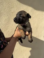Light pink Collar, a female Belgian Malinois for sale in Fontana, CA – Photo 2 of 6