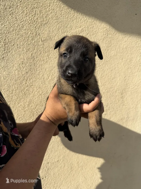 Light pink Collar – Belgian Malinois puppy for sale in Fontana, CA
