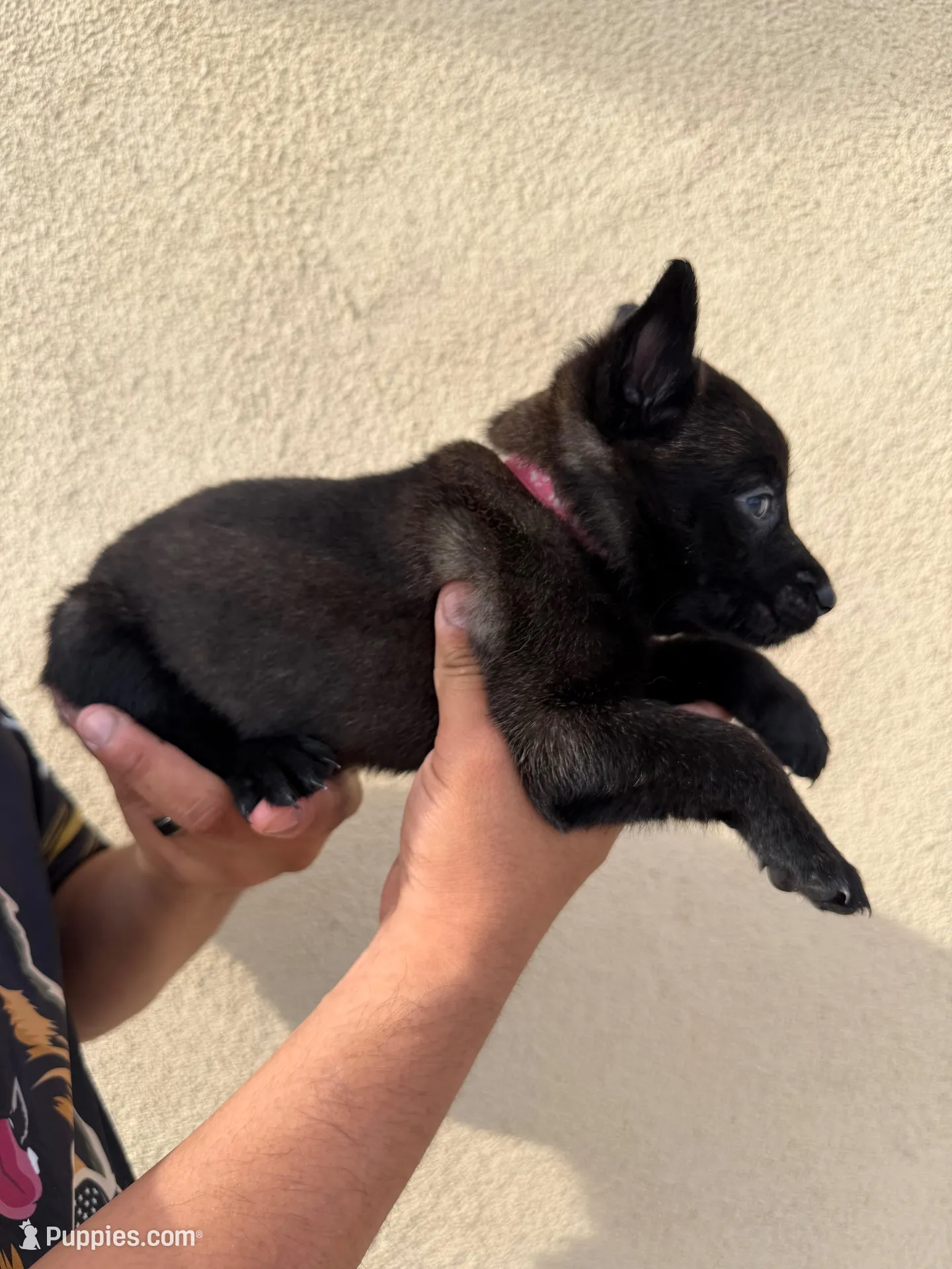 Hot Pink – Belgian Malinois puppy for sale in Fontana, CA