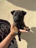 Black Collar, a female Belgian Malinois for sale in Fontana, CA – Photo 2 of 6