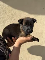 Black Collar, a female Belgian Malinois for sale in Fontana, CA – Photo 3 of 6