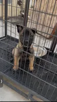 Black Collar, a female Belgian Malinois for sale in Fontana, CA – Photo 1 of 5