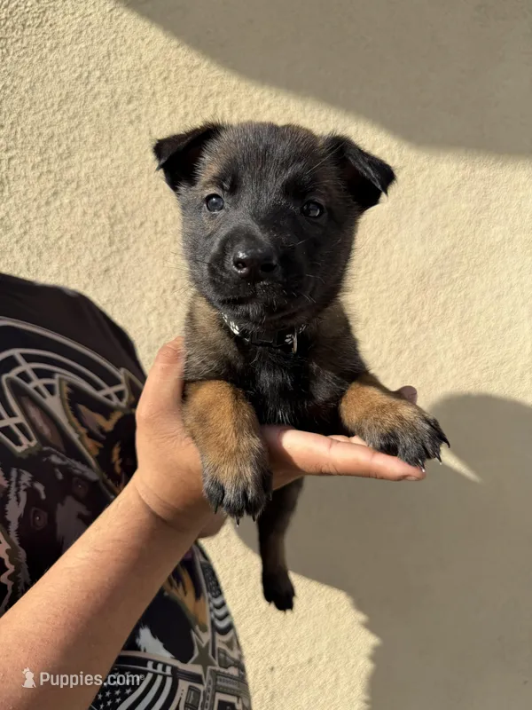 Black Collar – Belgian Malinois puppy for sale in Fontana, CA