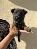 Black Collar, a female Belgian Malinois for sale in Fontana, CA – Photo 1 of 6