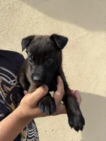 Blue Collar, a male Belgian Malinois for sale in Fontana, CA – Photo 2 of 6