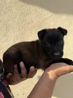 Blue Collar, a male Belgian Malinois for sale in Fontana, CA – Photo 3 of 6