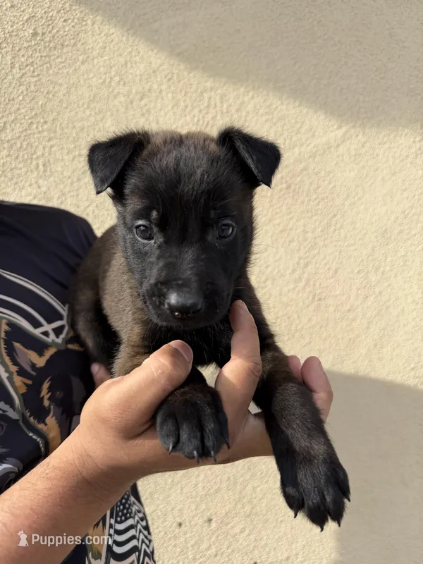 Blue Collar – Belgian Malinois puppy for sale in Fontana, CA