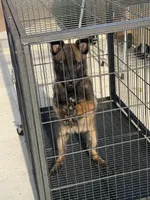 Light green Collar, a female Belgian Malinois for sale in Fontana, CA – Photo 3 of 7