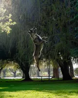 Light green Collar, a female Belgian Malinois for sale in Fontana, CA – Photo 7 of 7